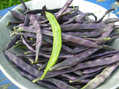 Fasola Purple Teepee fioletowa - nasiona 40 g - Szparagowa Karłowa - Phaseolus vulgaris L.