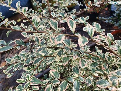 Azara microphylla VARIEGATA Drzewo waniliowe C2/20-40cm *K14w7