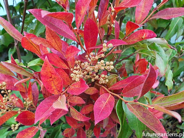 Lionia ligustrowata Lyonia ligustrina C5/50cm *TL