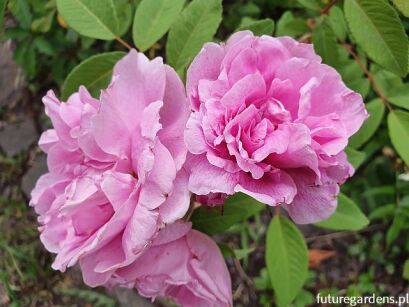 Róża THERESE BUGNET Rosa C3/50cm *K3