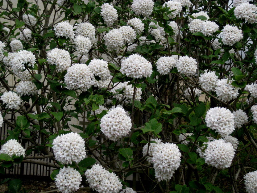 Kalina koreańska na PNIU Viburnum carlesii  C3/Pa60-80(100)cm *K20