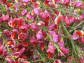 Żarnowiec różowy HOLLANDIA Szczodrzeniec Cytisus /C5