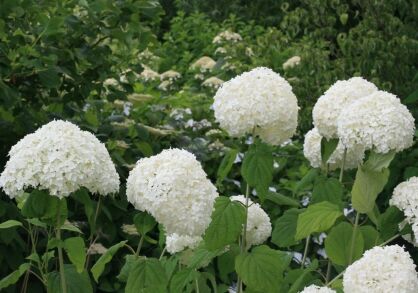 Hortensja krzewiasta SHEEP CLOUD Hydrangea arborescens /C2