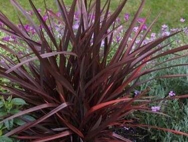 Len nowozelandzki PURPUREUM Tęgosz właściwy Phormium tenax C9/60cm *K15