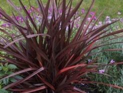 Len nowozelandzki PURPUREUM Tęgosz właściwy Phormium tenax C9/60cm *K15