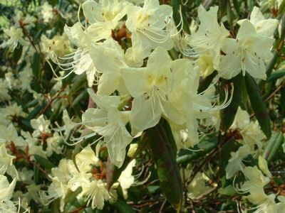 Różanecznik karłowy YAKU FAIRY Rhododendron keiskei C2-C5/20-30cm