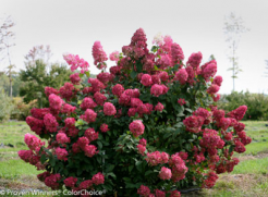 Hortensja wiechowata 'SMHPFL' Fire Light® Hydrangea paniculata /C3 *K17