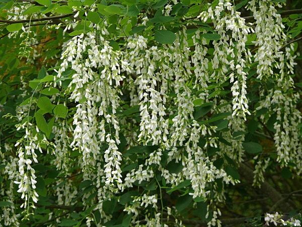 Strączyn żółty Cladrastis lutea syn.Cladrastis kentukea C2/20-30cm *T19