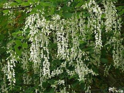 Strączyn żółty Cladrastis lutea syn.Cladrastis kentukea C2/20-30cm *K21