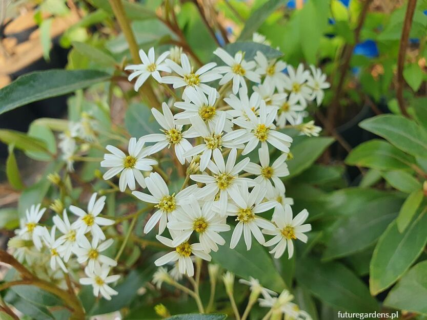 Drzewiasta stokrotka Olearia cheesemanii C3/30-40cm *K11