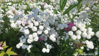 Krwawnik biały kichawiec Achillea ptarmica /C1,5 *K3