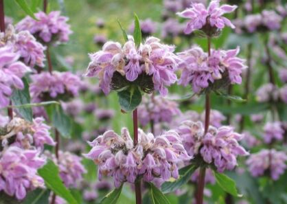 Żeleźniak bulwiasty  Phlomis tuberoza /P9 *K16