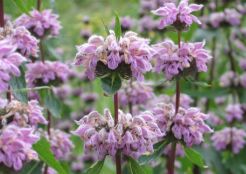 Żeleźniak bulwiasty  Phlomis tuberoza /P9 *K16