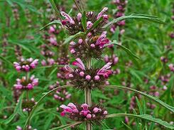 Serdecznik syberyjski zw. Marihuanilla (mała marihuana) Leonurus sibirica /P9