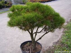 Sosna gęstokwiatowa 8-letnia Pinus densiflora C25/Pa90(korona-70)cm *4K