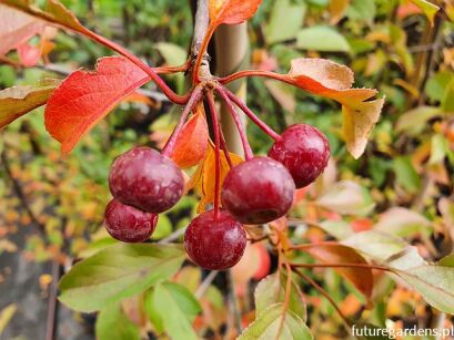 Jabłoń hupeheńska Malus hupehensis syn. Malus theifera ~ nasiona 10szt.