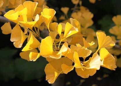 Miłorząb TUBIFOLIA Gingko biloba C3/60-80cm