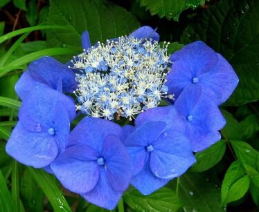 Hortensja ogrodowa ZORRO® Hydrangea macrophylla C5/80-100cm