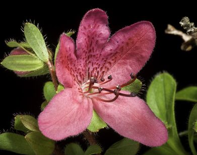 Różanecznik kamczacki RÓŻOWY Rhododendron camtschaticum syn.Therorhodion camtschaticum /C2 *K14