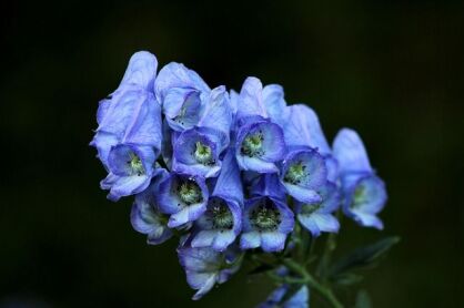 Tojad Carmichaela ARENDSI Aconitum carmichaelii /P11 *K18