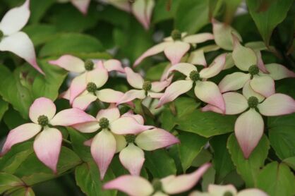 Dereń kolumnowy DWARF PINK Cornus kousa C5/80-100cm *TL