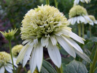 Jeżówka karłowa MERINGUE Echinacea /C1,5