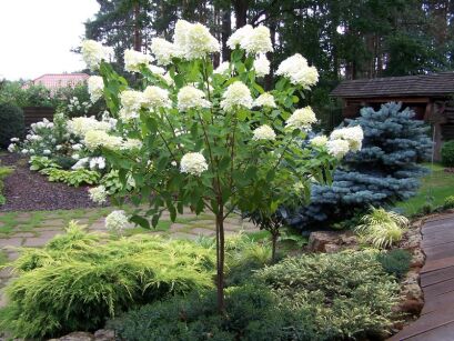 Hortensja bukietowa POLAR BEAR® na PNIU Hydrangea paniculata C7,5/Pa50-60cm