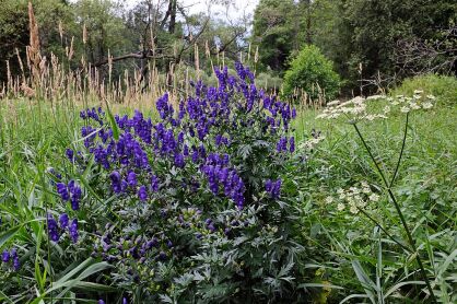 Tojad henryi 'Spark's Variety' Aconitum /P11 *K18