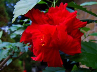 Róża chińska CZERWONA PEŁNA na PNIU Hibiscus C15/Pa90(140)cm