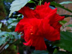 Róża chińska CZERWONA PEŁNA na PNIU Hibiscus C15/Pa90(140)cm