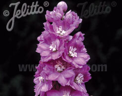 Ostróżka ASTOLAT z Grupy Pacific Larkspur (x cultorum) Delphinium /P11 *K7