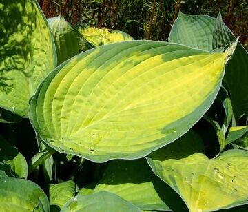 Hosta GREAT EXPECTATIONS Funkia /C2 *PAC