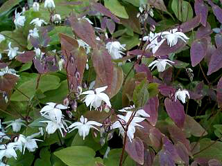 Epimedium x youngianum NIVEUM /P9