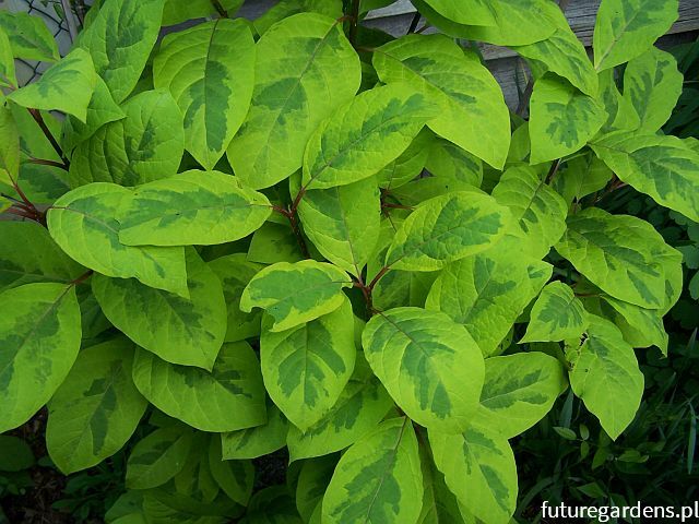 Lilak himalajski AUREOVARIEGATA Syringa emodi C5/60-80cm *K15