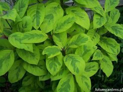 Lilak himalajski AUREOVARIEGATA Syringa emodi C5/40-60cm *K18