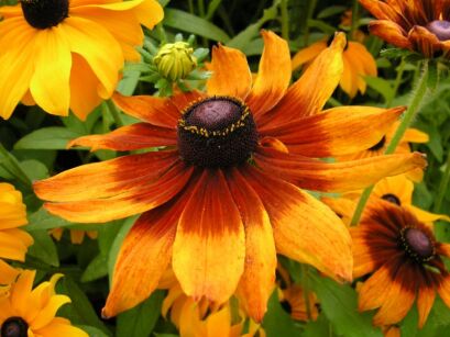 Rudbekia dwukolorowa Rudbeckia bicolor /P9 *K16