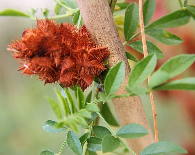 Lukrecja najeżona Glycyrrhiza echinata /P9 *T71