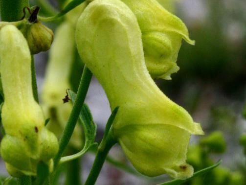Tojad żółty LISI Aconitum vulparia /C2 *K6-O