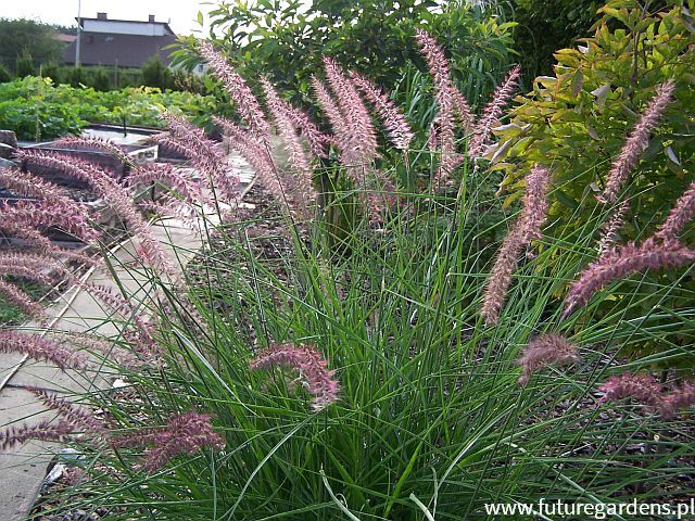 Piórkówka wschodnia KARLEY ROSE Pennisetum orientale /P9(C2) *K5