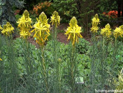 Złotnica żółta Asphodeline lutea /P9 *T45