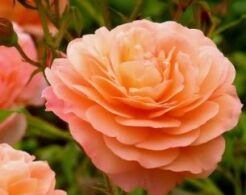 Róża okrywowa ORANGE FAIRY Rosa /C2