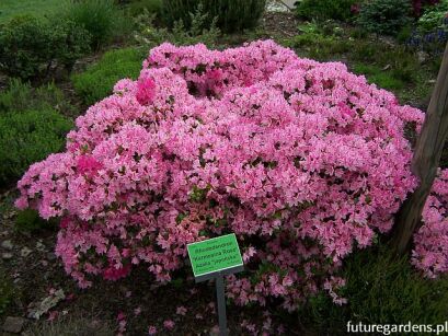 Karłowa azalia japońska KARMESINA ROSEA Japanese azalea C4/30cm *T37