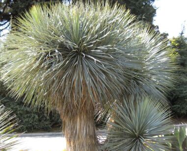 Mrozoodporna niebieska Yucca Rostrata SAPPHIRE SKIES /C5 *K15w4
