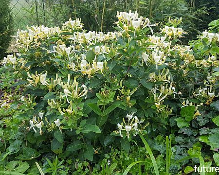 Wiciokrzew karłowy HONEY BABY Lonicera C3/30cm *K17