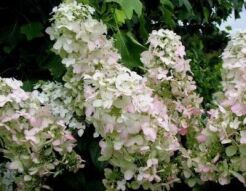 Hortensja bukietowa PINK LADY na PNIU Hydrangea paniculata 