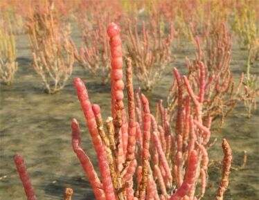 Soliród zielny Salicornia Europaea /C2