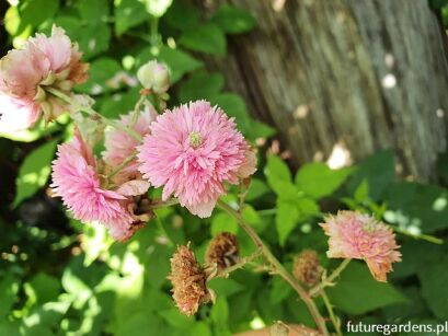 Malina ozdobna BELLIDIFLORUS Rubus ulmifolius C2/50cm *T24