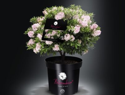 Różanecznik BLOOMBUX Pink® 'Microhirs3' Rhododendron micranthum /C2 *K8