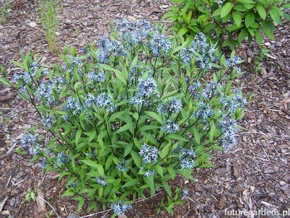 Amzonia nadreńska wierzbolistna Amsonia tabernaemontana var. salicifolia /C5