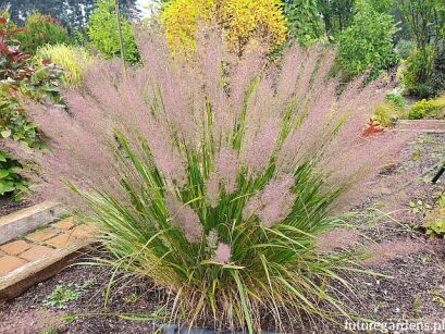 Trzcinnik krótkowłosy Calamagrostis brachytricha /C2 *K5